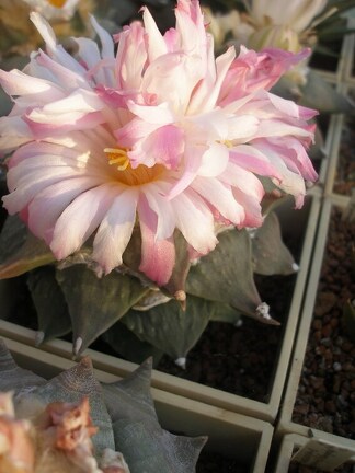 Коллекция Игоря Лавровского (Киев)