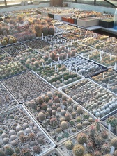 Коллекция Игоря Лавровского (Киев)