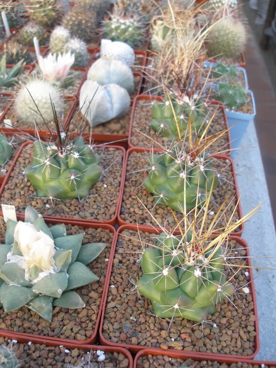 Коллекция Игоря Лавровского (Киев)