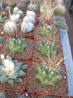 Коллекция Игоря Лавровского (Киев)