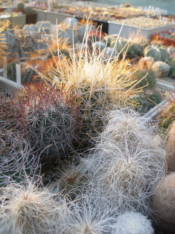 Коллекция Игоря Лавровского (Киев)