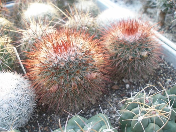 Коллекция Игоря Лавровского (Киев)