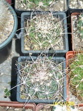 Коллекция  Владислава и Татьяны Липских (Винница)