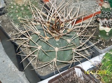 Коллекция  Владислава и Татьяны Липских (Винница)