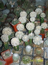 Коллекция  Владислава и Татьяны Липских (Винница)