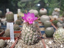 Коллекция Александра Литвина (Киев)