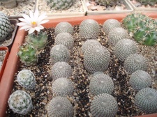 Коллекция Александра Литвина (Киев)