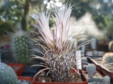 Коллекция Александра Литвина (Киев)