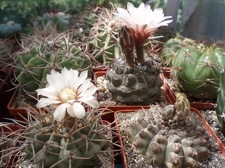 Коллекция Александра Литвина (Киев)