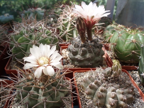 Коллекция Александра Литвина (Киев)