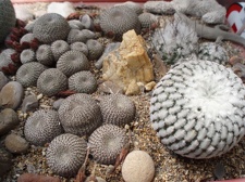 Коллекция Александра Литвина (Киев)