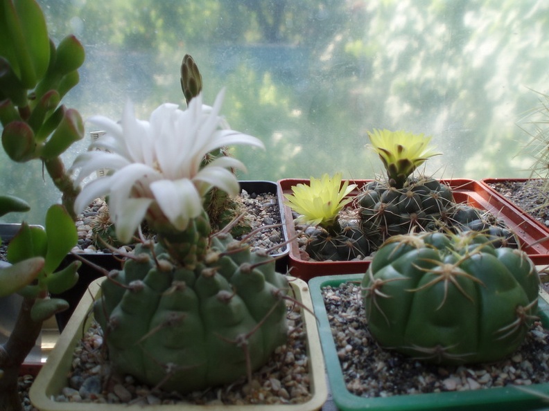 litvinP1010035.jpg