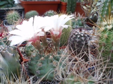 Коллекция Александра Литвина (Киев)