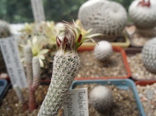 Коллекция Александра Литвина (Киев)