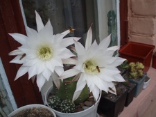 Коллекция Александра Литвина (Киев)