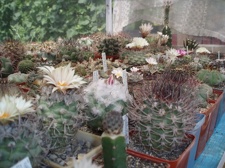 Коллекция Александра Литвина (Киев)