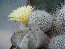 Коллекция Александра Литвина (Киев)