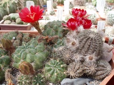 Коллекция Александра Литвина (Киев)