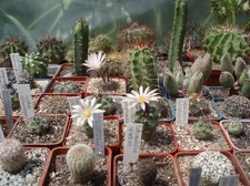 Коллекция Александра Литвина (Киев)