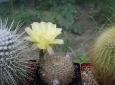 Коллекция Александра Литвина (Киев)