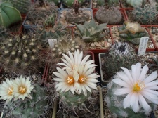 Коллекция Александра Литвина (Киев)