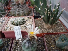 Коллекция Александра Литвина (Киев)