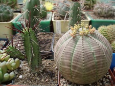 Коллекция Александра Литвина (Киев)