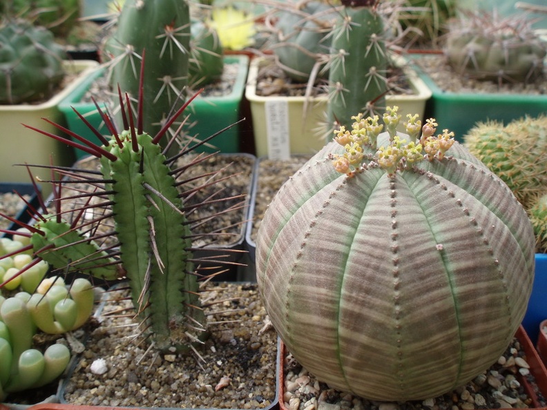 litvinP1010085.jpg
