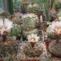 litvinP1010086.jpg