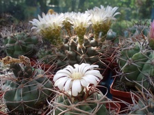 Коллекция Александра Литвина (Киев)