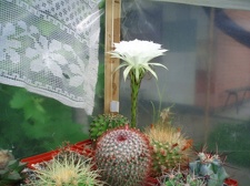 Коллекция Александра Литвина (Киев)