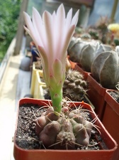 Коллекция Александра Литвина (Киев)