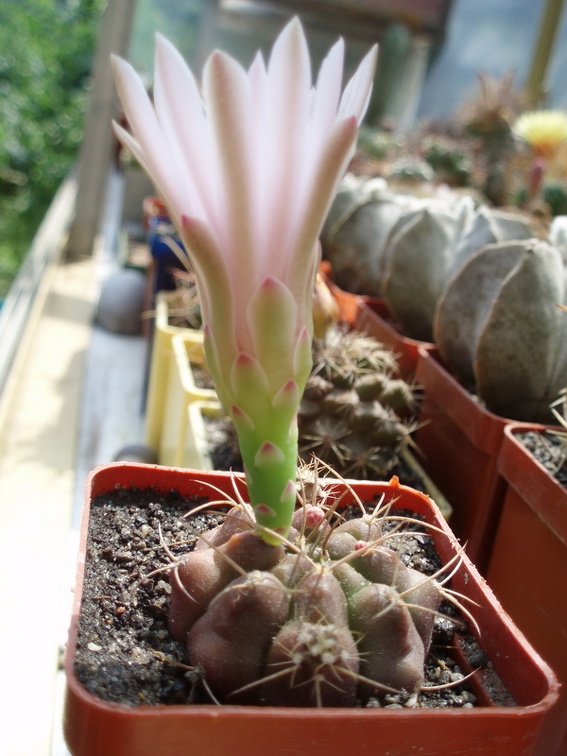 Коллекция Александра Литвина (Киев)