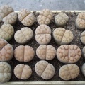 litvinP8120069.jpg