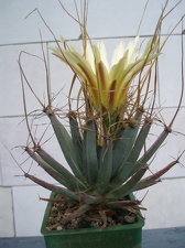 Коллекция Александра Литвина (Киев)