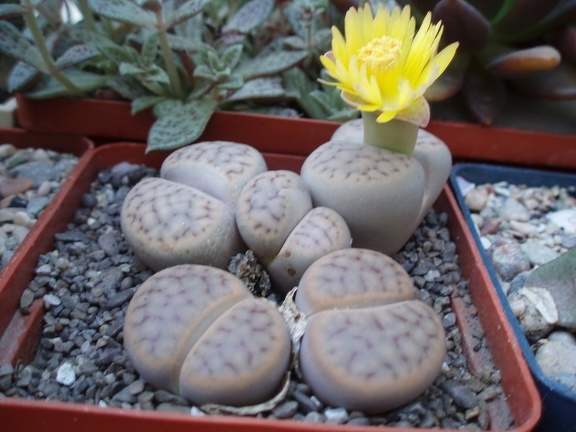 Коллекция Александра Литвина (Киев) (3747 відвідувань) Коллекция Александра Литвина (Киев)