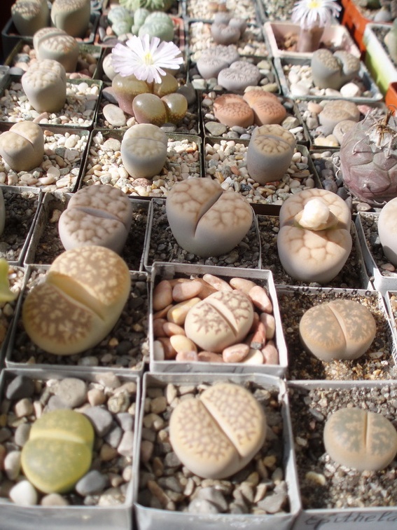 Коллекция Александра Литвина (Киев) (3678 відвідувань) Фото Александра Литвина (Киев) Коллекция Александра Литвина (Киев)