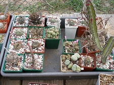 Коллекция Олега Мединского (Одесса)