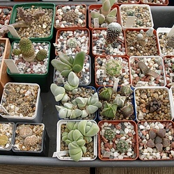 Фото коллекции Олега Мединского (г. Одесса)