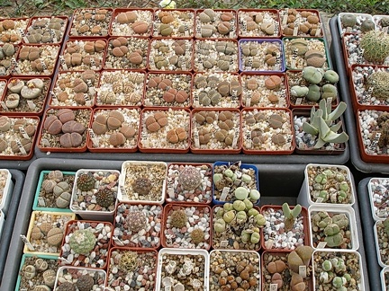 Коллекция Олега Мединского (Одесса)