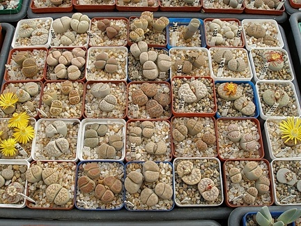 Коллекция Олега Мединского (Одесса)