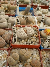 Коллекция Олега Мединского (Одесса)