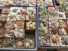 Коллекция Олега Мединского (Одесса)