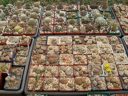 Коллекция Олега Мединского (Одесса)