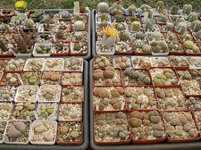 Коллекция Олега Мединского (Одесса)