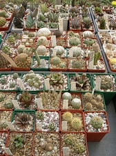 Коллекция Олега Мединского (Одесса)