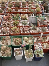 Коллекция Олега Мединского (Одесса)