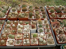 Коллекция Олега Мединского (Одесса)