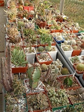 Коллекция Олега Мединского (Одесса)