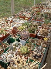 Коллекция Олега Мединского (Одесса)